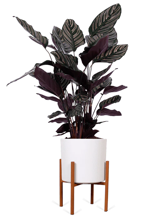 Calathea ornata (Korbmarante) (M)