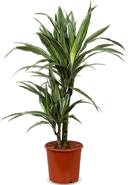 Dracaena warneckei (Drachenbaum) (M)