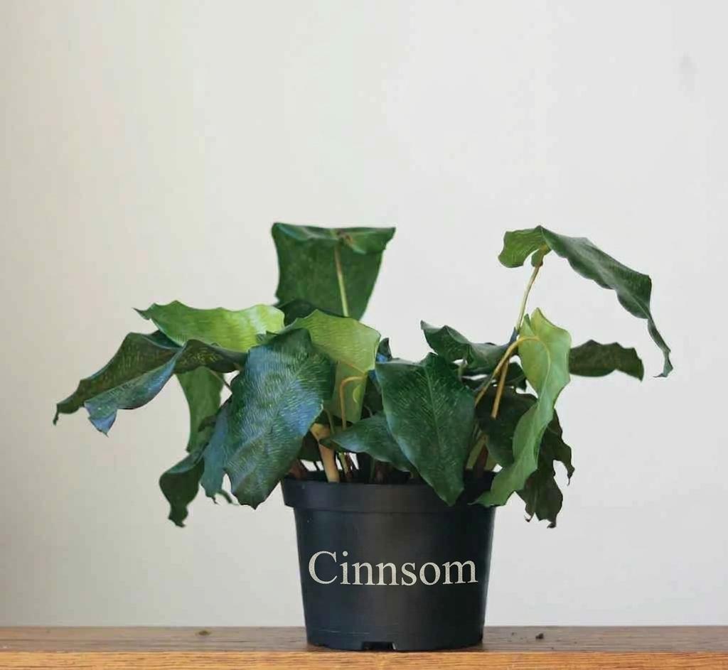 Calathea musaica „Network“ – verschiedene Größen