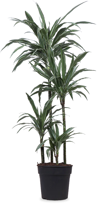 Dracaena Warneckei (Drachenbaum) (XL)