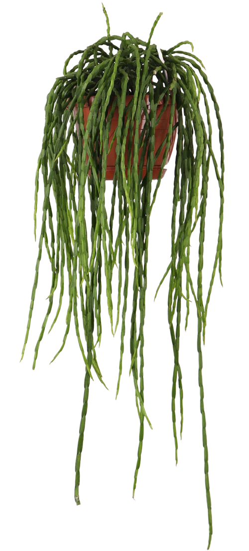 Rhipsalis paradoxa (Korallenkaktus) (s)