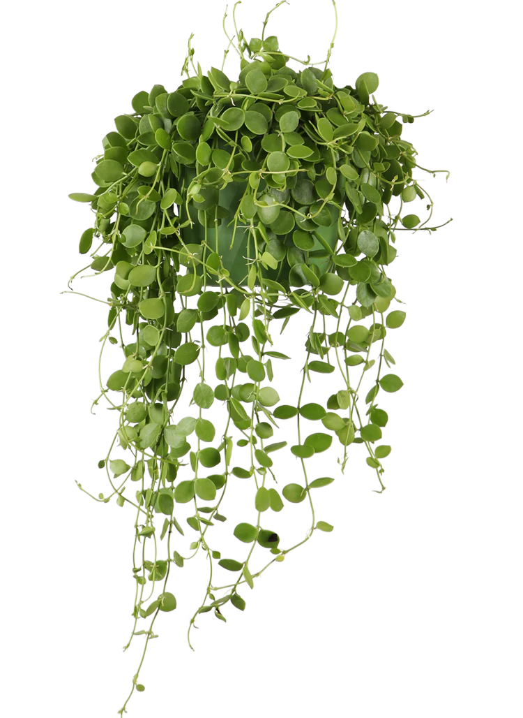 Dischidia Nummularia (Urnenpflanze) (S)