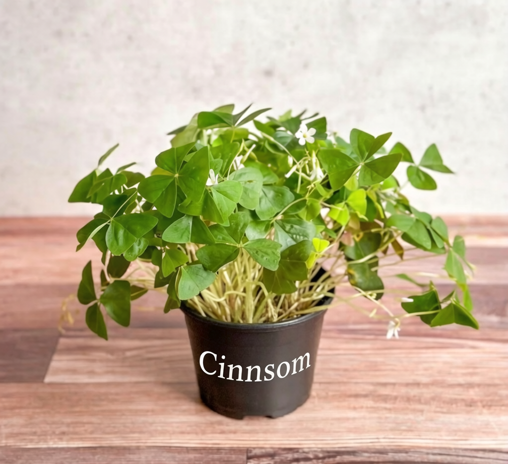 Oxalis regnellii – Falscher Klee