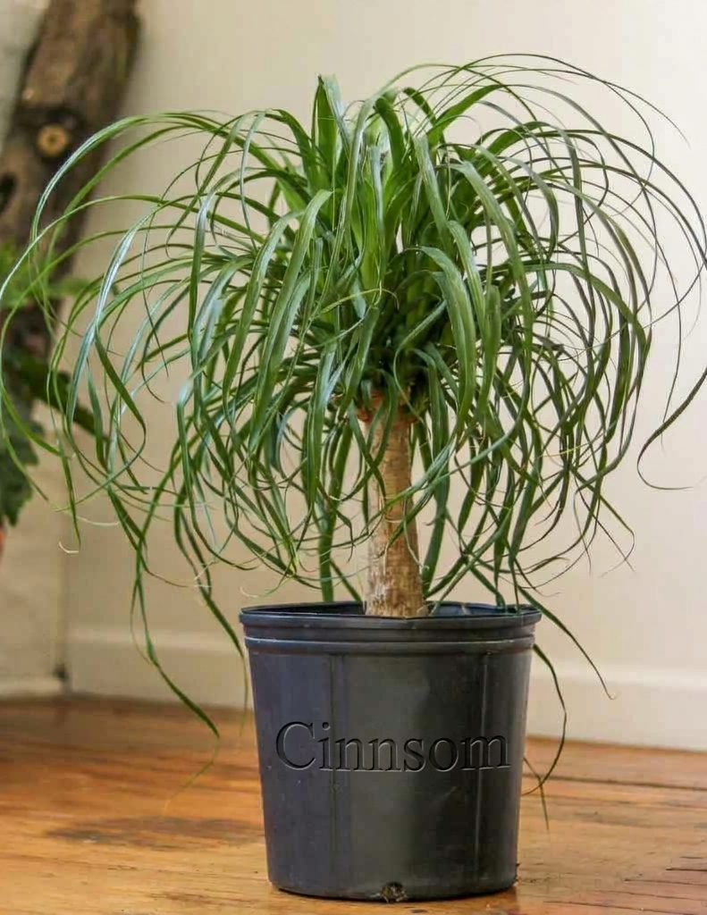 Beaucarnea recurvata 'Pferdeschwanzpalme' Bodenpflanze