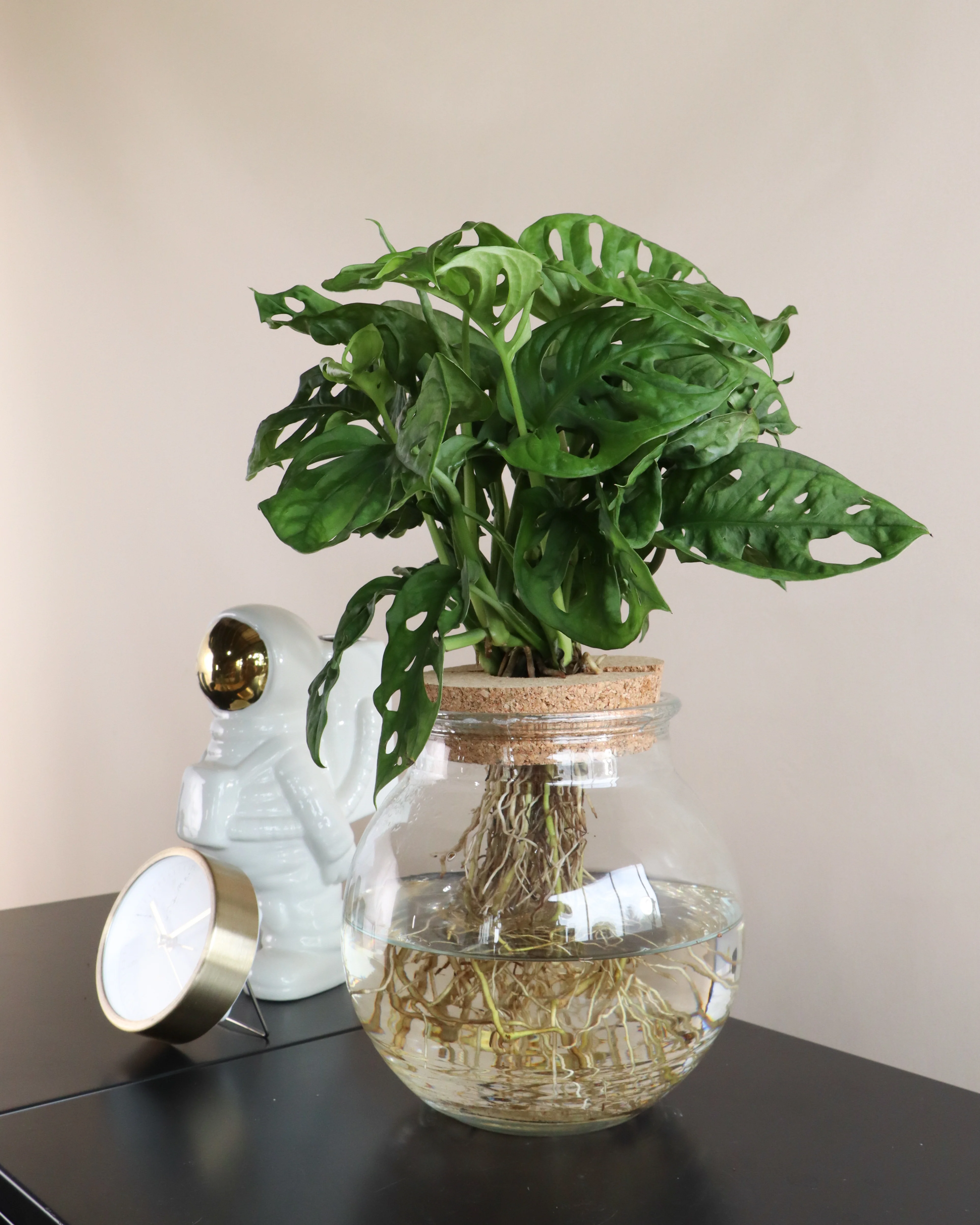 Monstera adansonii in Wasser (Monkey leaf) (S)