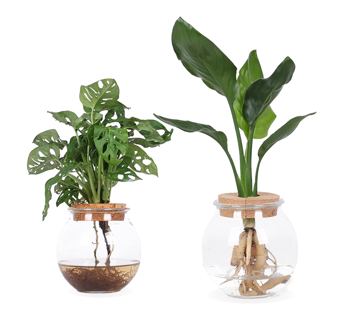 Hydroponische Helden