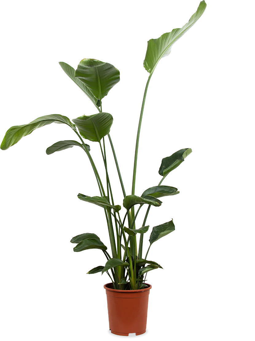 Strelitzia nicolai (Paradiesvogelblume) (XL)