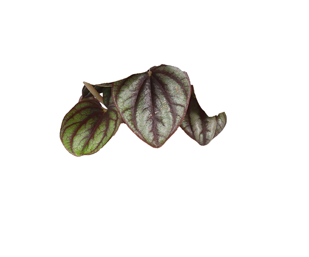 Peperomia piccolo (Zwergpfeffer) (XS)