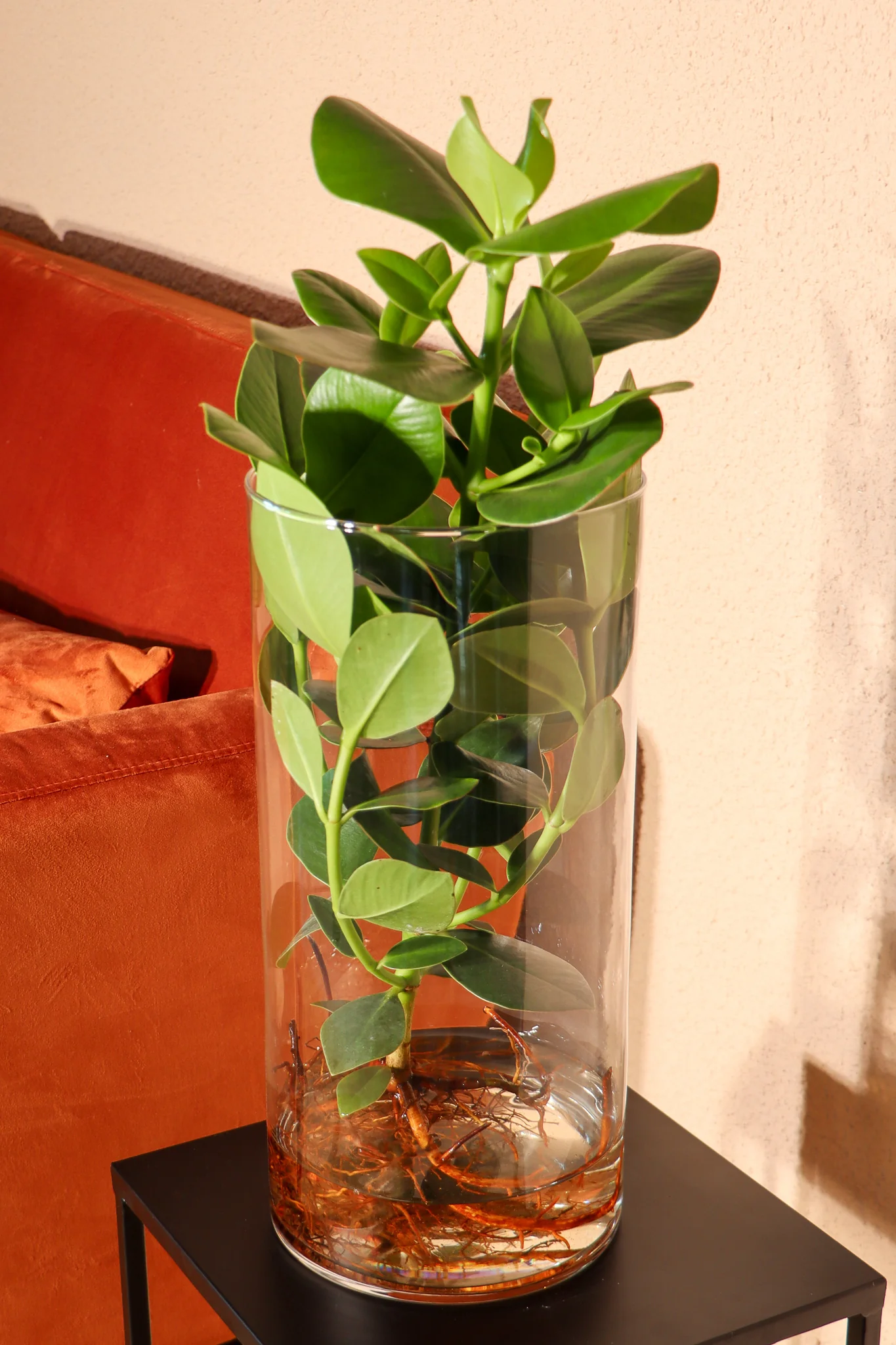 Clusia in Wasser (Balsamapfel) (M)