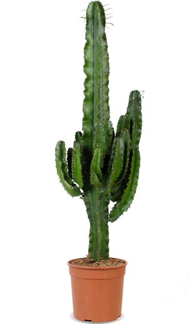 Euphorbia erytrea (Wolfsmilchkaktus) (L)