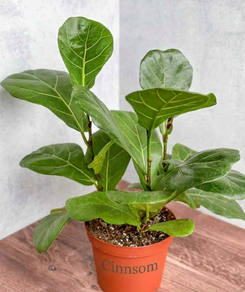 Ficus Lyrata 'Geigenfeige' - Verschiedene Größen
