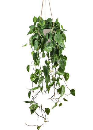 Philodendron scandens (Kletter-Philodendron) (M)