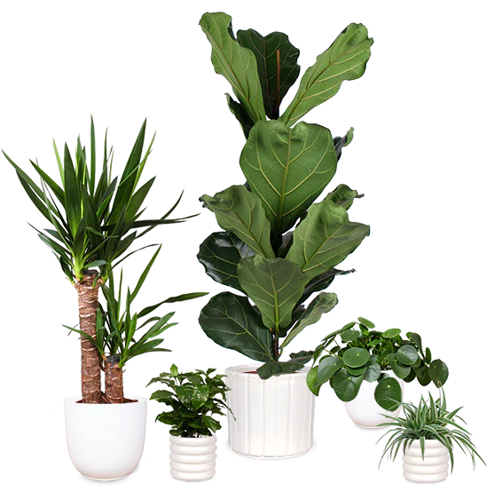 Pflegeleichte Klassiker