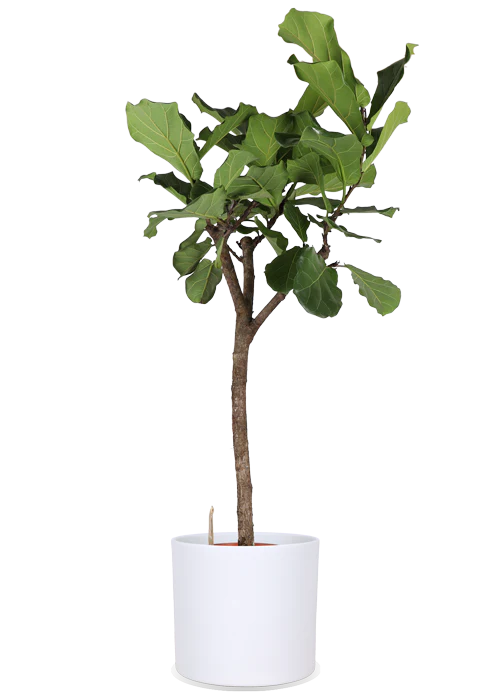 Ficus lyrata verzweigter Stamm (Geigenfeige) (XL)