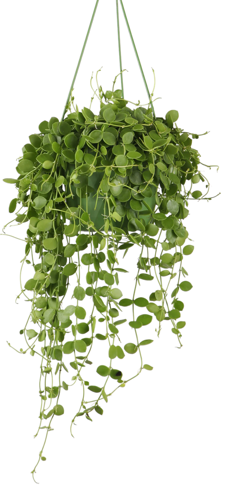 Dischidia Nummularia (Urnenpflanze) (S)