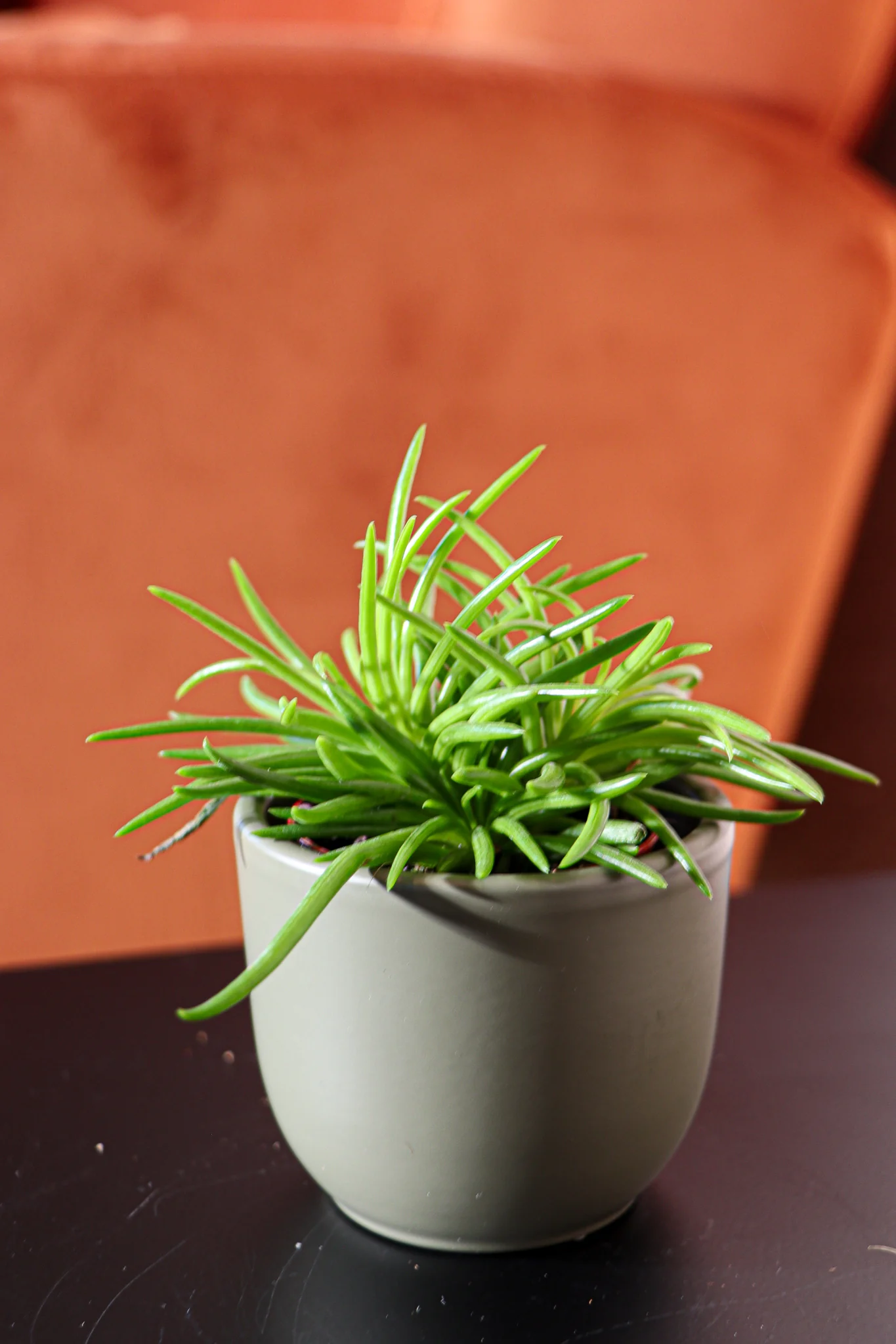 Senecio himalaya (Kreuzkraut) (XS)