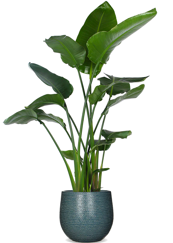 Strelitzia nicolai (Paradiesvogelblume) (XL)