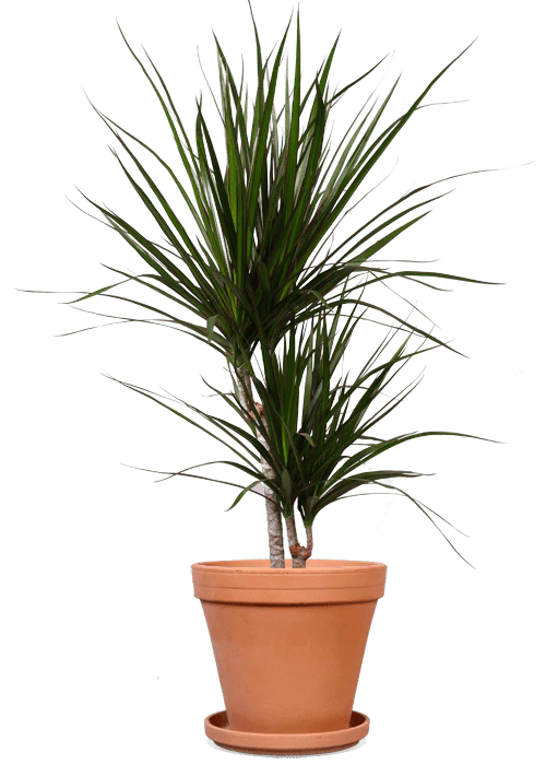 Dracaena marginata (Drachenbaum) (M)