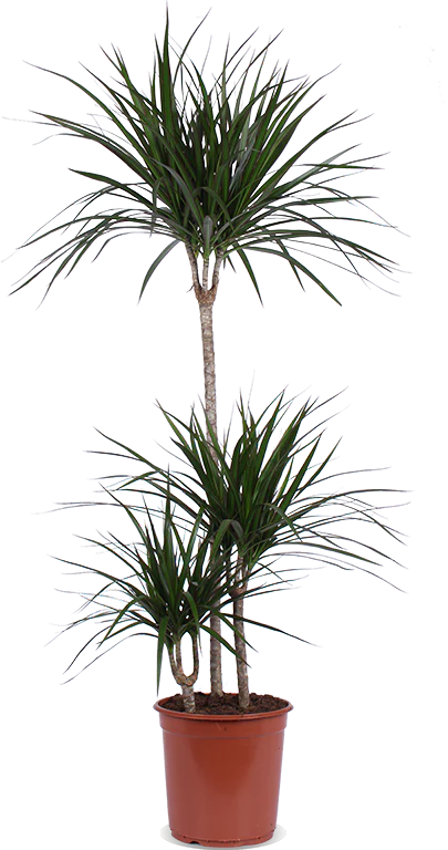 Dracaena marginata (Drachenbaum) (L)