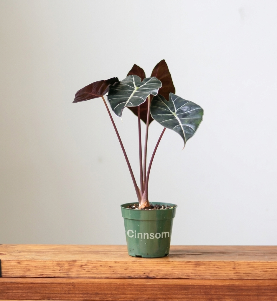 Alocasia „Drachenzahn“ – 4 Zoll