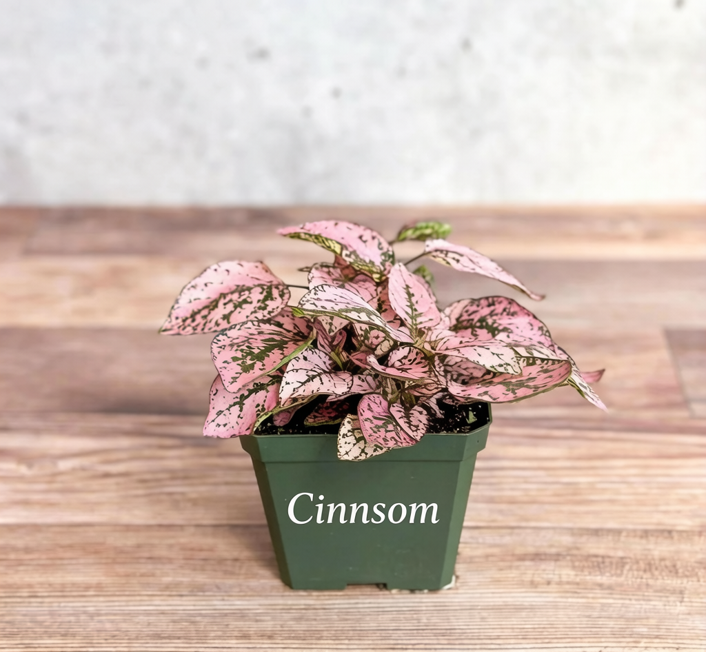 Hypoestes Phyllostachya 'Polka Dot Plant'