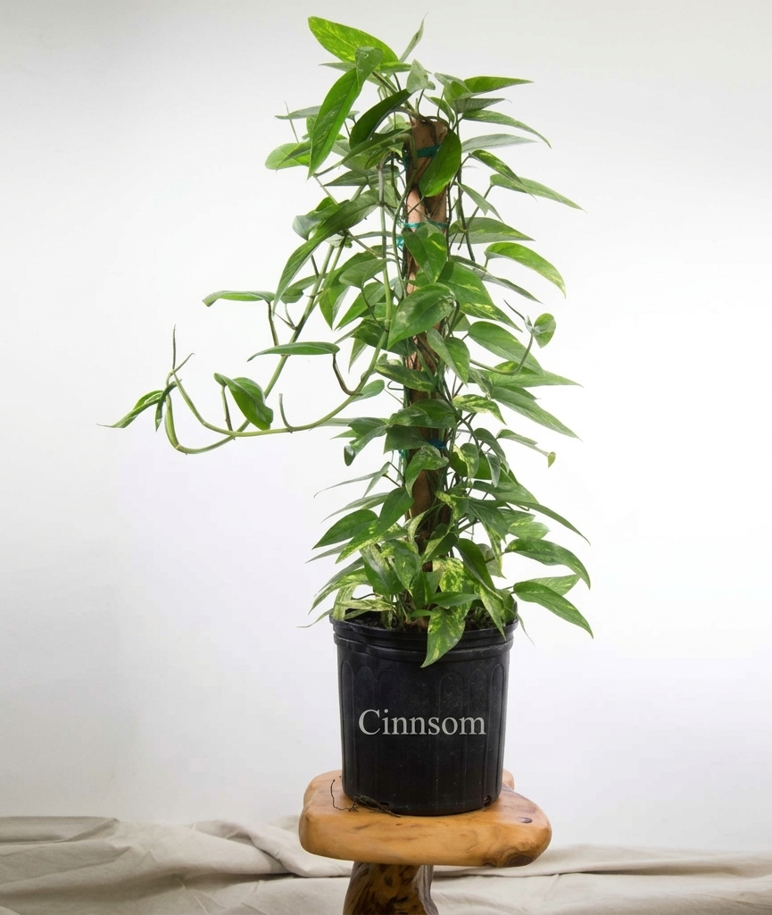 Epipremnum pinnatum 'Gold Flame' Bodenpflanze