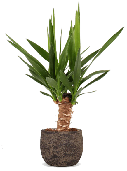 Yucca (Palmlilie) (M)