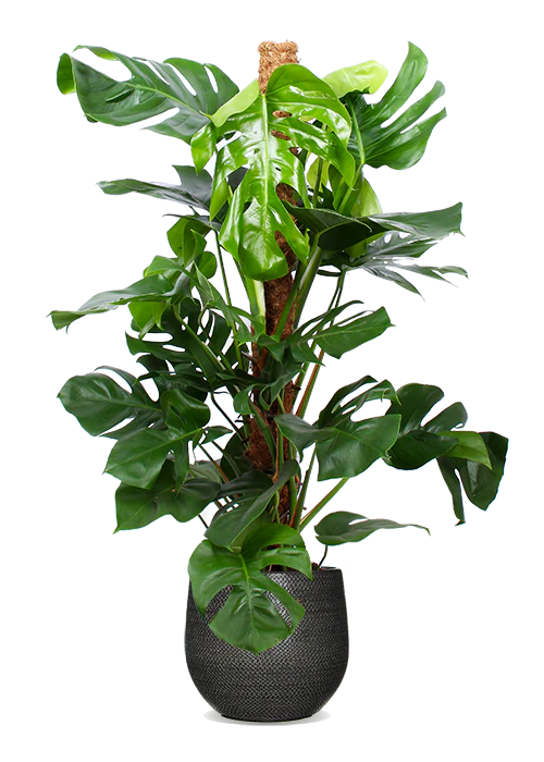 Monstera pertusum (Fensterblatt) (L)