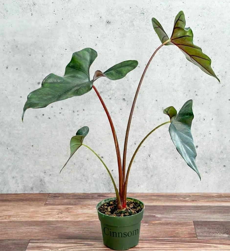 Alocasia priceps 'Purple Cloak' - Lila Mantel-Elefantenohr - 6 Zoll