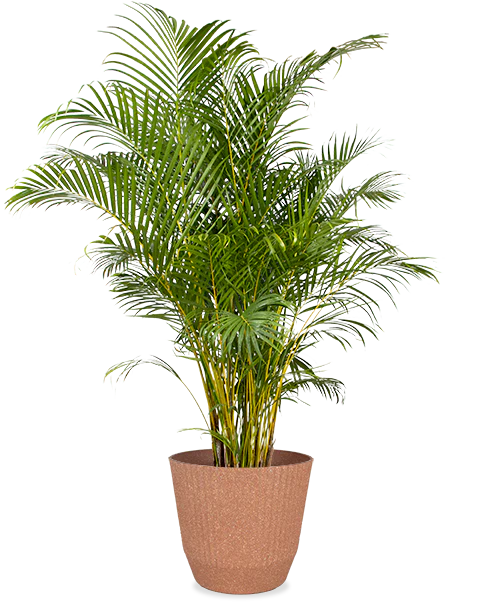 Areca Palme (Goldfruchtpalme) (XL)