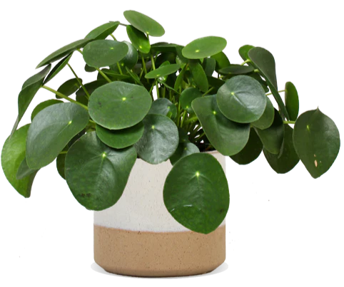 Pilea peperomioides (Glückstaler) (S)