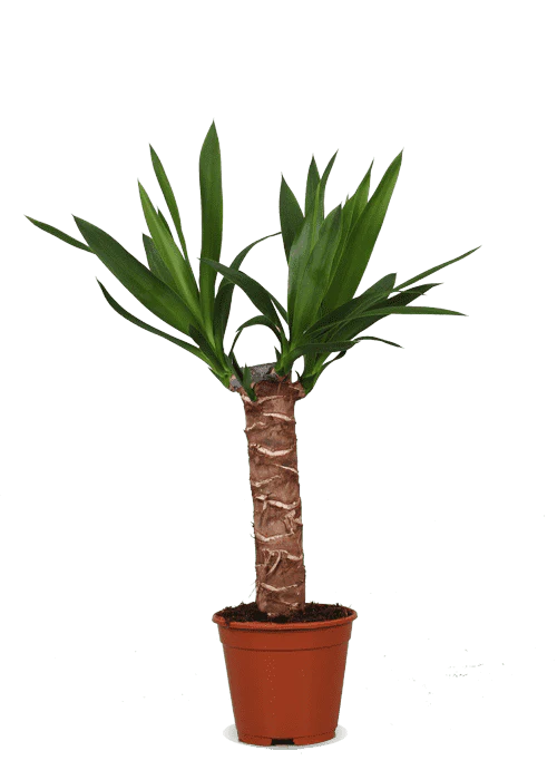 Yucca (Palmlilie) (S)