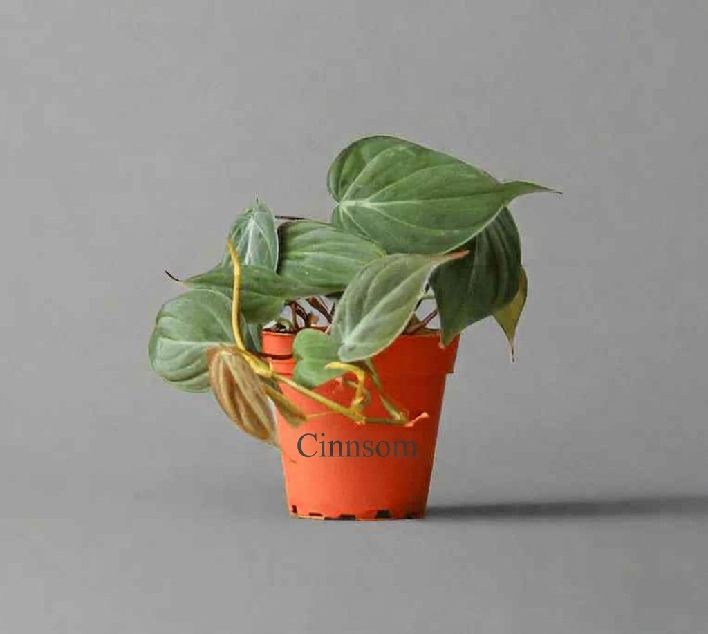 Philodendron Micans - Micans Philodendron