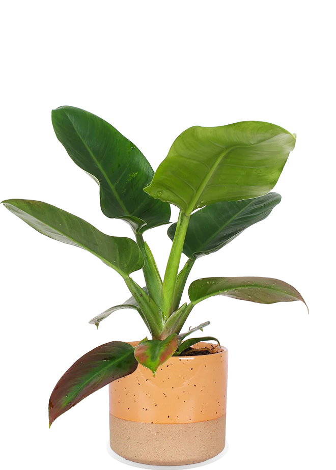 Philodendron imperial green (Baumfreund) (M)