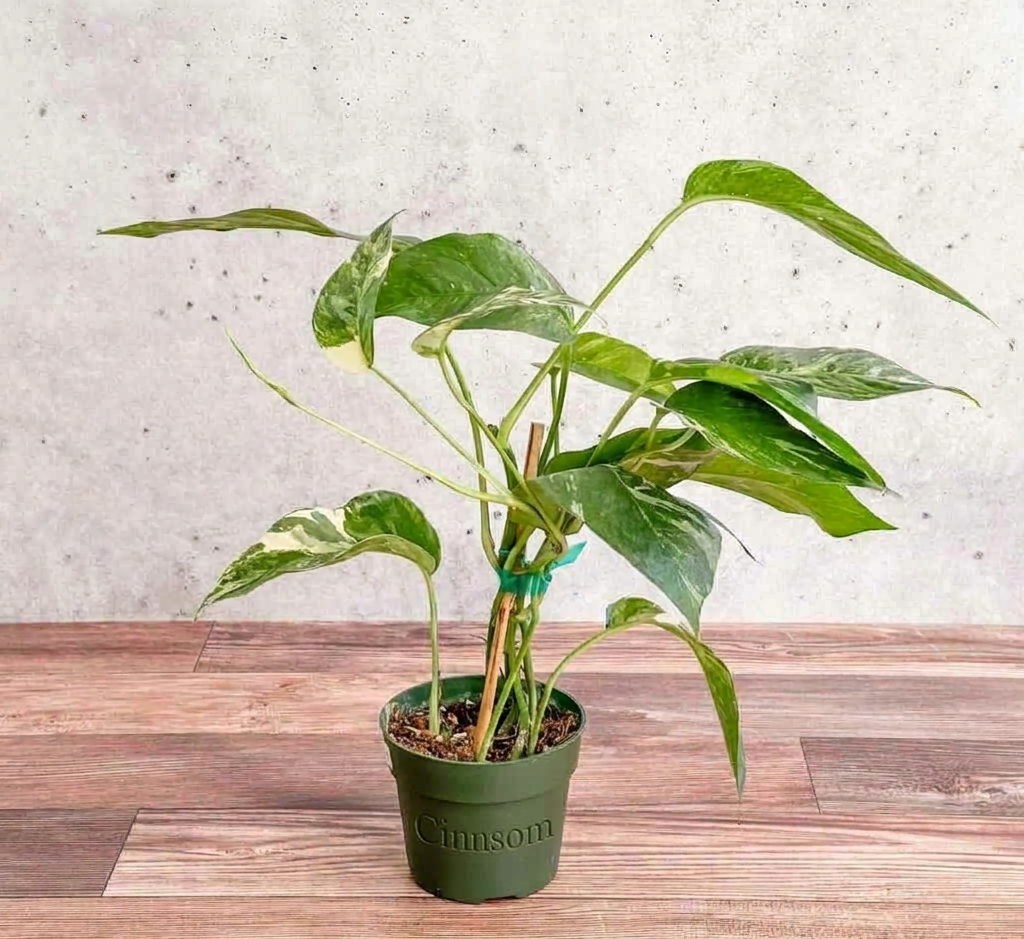 Epipremnum pinnatum albo – Seltener bunter Pothos