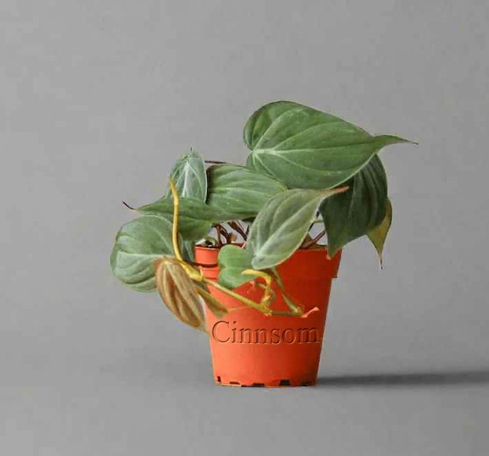 Philodendron Micans - Micans Philodendron