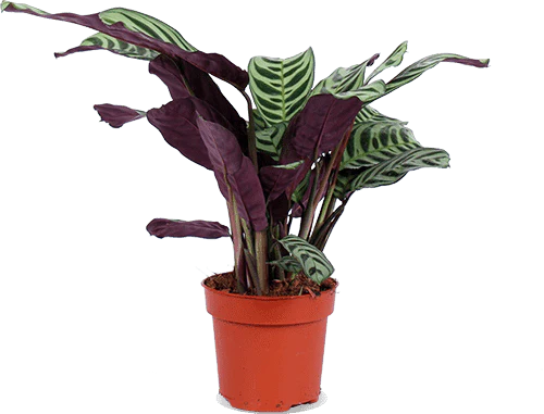 Ctenanthe burle-marxii (S)