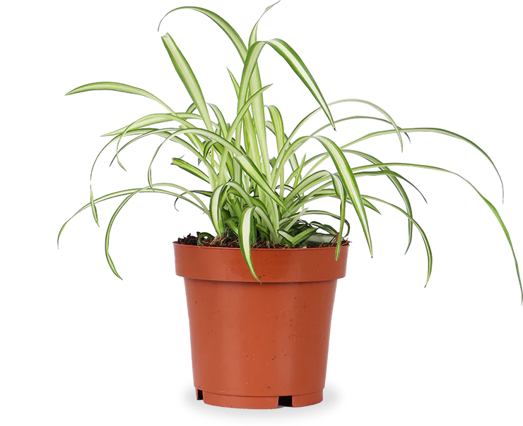 Chlorophytum (Grünlilie) (S)