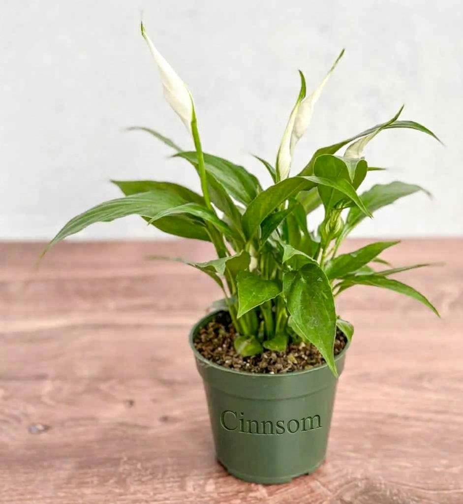 Spathiphyllum 'Friedenslilie'