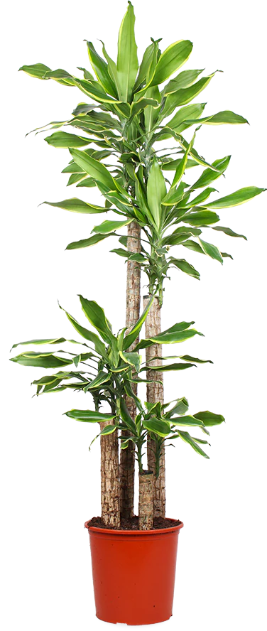 Dracaena golden coast (Drachenbaum) (XL)