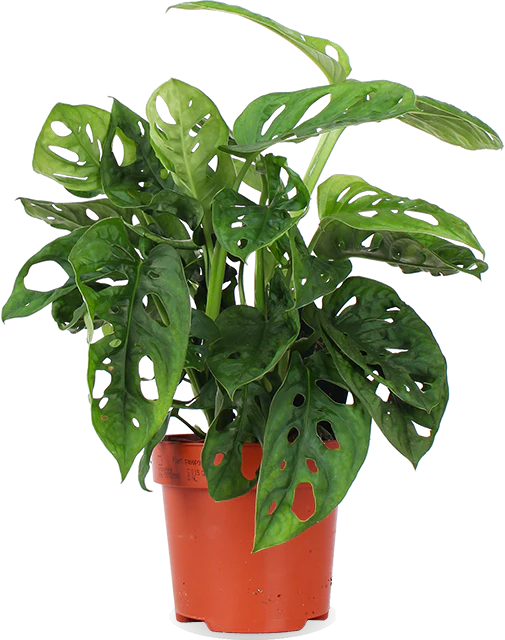 Monstera adansonii (Monkey leaf) (S)