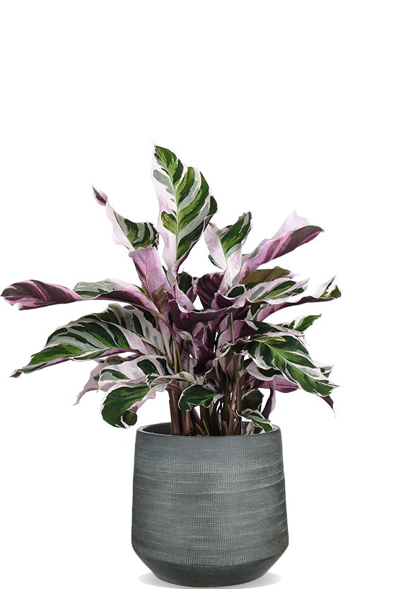 Calathea fusion white (Korbmarante) (S)