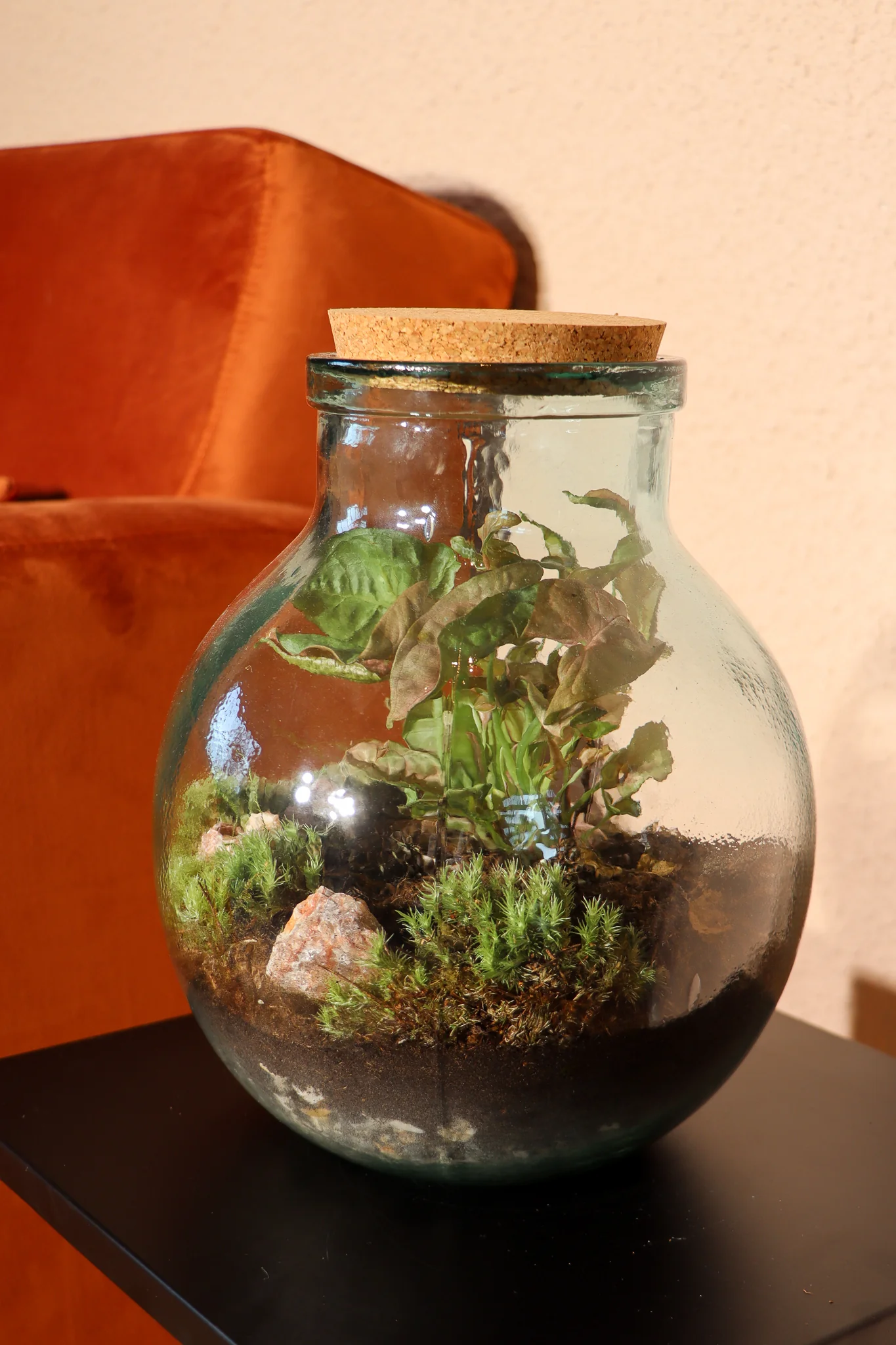 Terrarium kugelfrmige Flasche (Flaschengarten) (M)