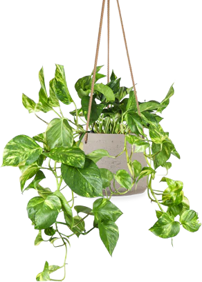 Epipremnum aureum (Efeutute) (M)