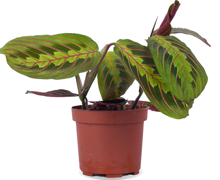 Maranta leuconeura fascinator tricolor (Pfeilwurz) (S)