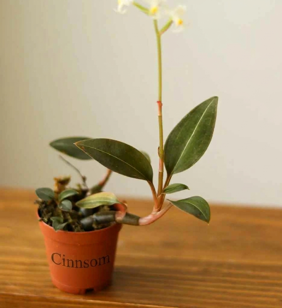 Ludisia Discolor – „Jewel Orchid“ Var. Nigrescens – Verschiedene Größen