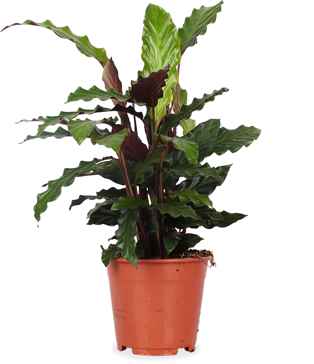 Calathea rufibarba (Korbmarante) (M)