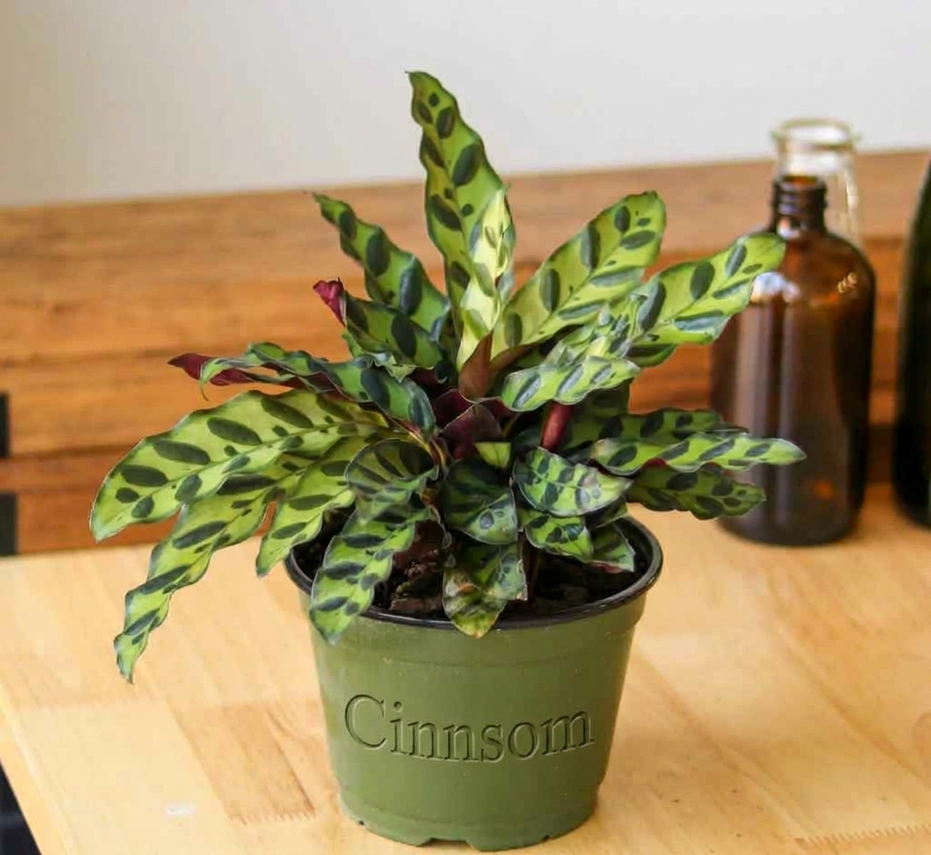 Calathea Lancifolia 'Klapperschlange' (Goeppertia lancifolia)
