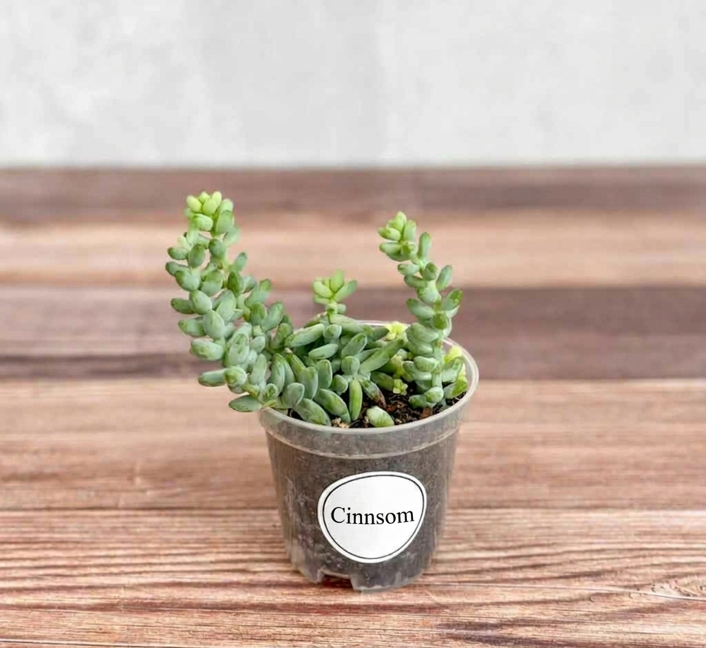 Burro's Tail Sukkulente - Sedum morganianum