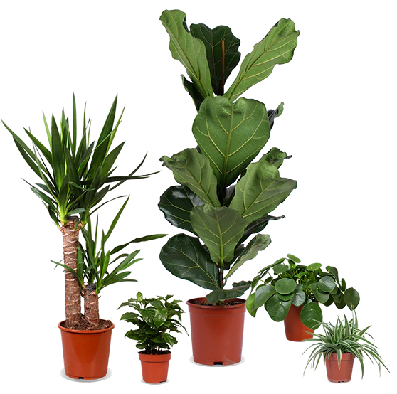 Pflegeleichte Klassiker